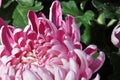 Macro of pink spider disbud garden mums Royalty Free Stock Photo