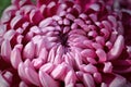 Macro of pink spider disbud garden mums Royalty Free Stock Photo