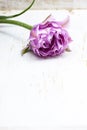 Macro pink tulip drops of water, isolated on a wooden background