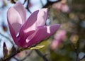 Opened Flower of Pink Tulip Tree Royalty Free Stock Photo