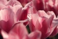 Macro of pink tulips in the feild Royalty Free Stock Photo