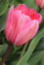 Macro pink tulips in the garden, bright flowers, buds, beautiful natural background, delicate petals, spring