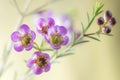 Macro of pink waxflower Royalty Free Stock Photo