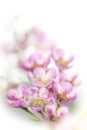 Macro of pink waxflower on white background Royalty Free Stock Photo