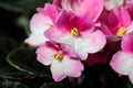 Macro of pink and white african violet flowers Royalty Free Stock Photo