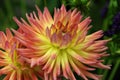 Macro of Pink & Yellow Blooming Dahlias