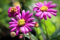 Macro of pink and yellow blooms on a swan river daisy Royalty Free Stock Photo