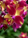 Macro pink yellow orchid flower Spathoglottis ,purple orchids hybrid ,Blume ,orchidaceae ,cluster-borne ground plants tropical