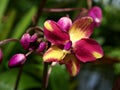 Macro pink yellow orchid flower Spathoglottis ,purple orchids hybrid ,Blume ,orchidaceae ,cluster-borne ground plants tropical