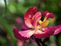 Macro pink yellow orchid flower Spathoglottis ,purple orchids hybrid ,Blume ,orchidaceae ,cluster-borne ground plants tropical flo