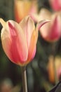 Macro of pink and yellow tulips in the feild