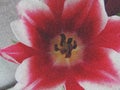 Macro pinky-red tulip filtered in mezzotint Royalty Free Stock Photo