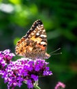 Macro of a pinted lady butterfly Royalty Free Stock Photo