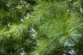 Macro of Pinus strobus needles in focus as green background. Original texture of natural greenery. Royalty Free Stock Photo