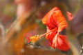 The macro of pistil and red hibiscus flower . Royalty Free Stock Photo