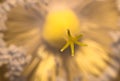 Macro pistil of yellow flower in sunlight Royalty Free Stock Photo