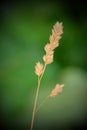 Macro plant - green