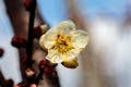 Macro plum blossom against sky Royalty Free Stock Photo