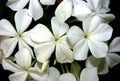 Macro of plumbago flowers Royalty Free Stock Photo