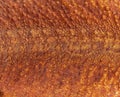 Macro  on pogona super extrem red super transparent scales Royalty Free Stock Photo