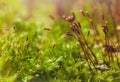 Macro of Pohlia moss Royalty Free Stock Photo