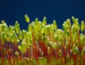 Bryum moss capsules Royalty Free Stock Photo