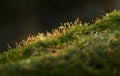 Moss with dry sporophyte Royalty Free Stock Photo
