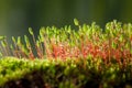 Macro of Pohlia nutans moss Royalty Free Stock Photo