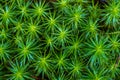 Macro of Pohlia nutans moss with green spore capsules on red stalks Royalty Free Stock Photo