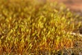 Macro of Pohlia nutans moss with green spore capsules on red stalks Royalty Free Stock Photo