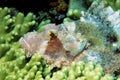 Macro of poisonous dragon head fish