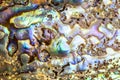 Detail of polished paua abalone shell Royalty Free Stock Photo