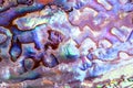 Detail of polished paua abalone shell Royalty Free Stock Photo