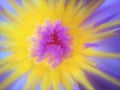 Macro on pollen of blossom purple lotus flower or water lily, abstract color