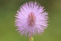 Macro pollen of pink flower , sensitive plant, mimosa Royalty Free Stock Photo