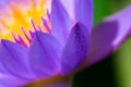 Macro pollen of purple lotus Royalty Free Stock Photo