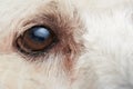 Macro of poodle dog eye Royalty Free Stock Photo