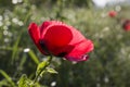 Macro of the poppy flower head. Red wild flower macro. Sunlight and sunshine Royalty Free Stock Photo