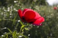 Macro of the poppy flower head. Red wild flower macro. Sunlight and sunshine Royalty Free Stock Photo