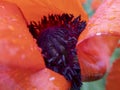 Macro poppy flower inside with raindrops on it. Stock photo Royalty Free Stock Photo