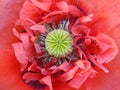 Macro poppy head flower petals in full bloom Royalty Free Stock Photo