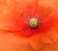 Macro poppy poppies closeup stamens pod seed flowers plants gardens small patio potted container garden summer spring