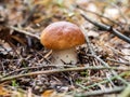 Macro of porcini (Boletus edulis) mushroom in the forest Royalty Free Stock Photo