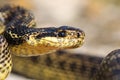 Macro portrait of beautiful european snake