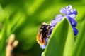 A macro portrait of a bee sitting on a blue grape hyacinth flower behind a green leaf in a garden during springtime. The insect is Royalty Free Stock Photo