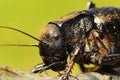 Macro portrait of big bellied cricket