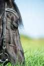 macro portrait of black grazing horse in the green field. sunny day