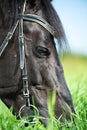 macro portrait of black grazing horse in the green field. sunny day Royalty Free Stock Photo
