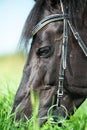 macro portrait of black grazing horse in the green field. sunny day Royalty Free Stock Photo