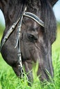 macro portrait of black grazing horse in the green field. sunny day Royalty Free Stock Photo